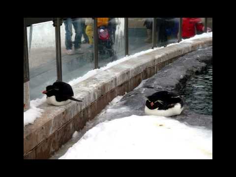 旭山動物園　ペンギンのお散歩