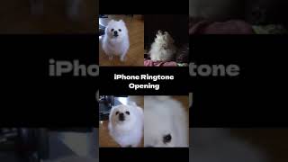 Iphone Ringtone Openingdog Cover