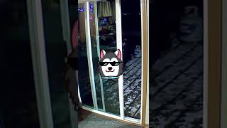 Smartslydr Automatic Pet Door Review
