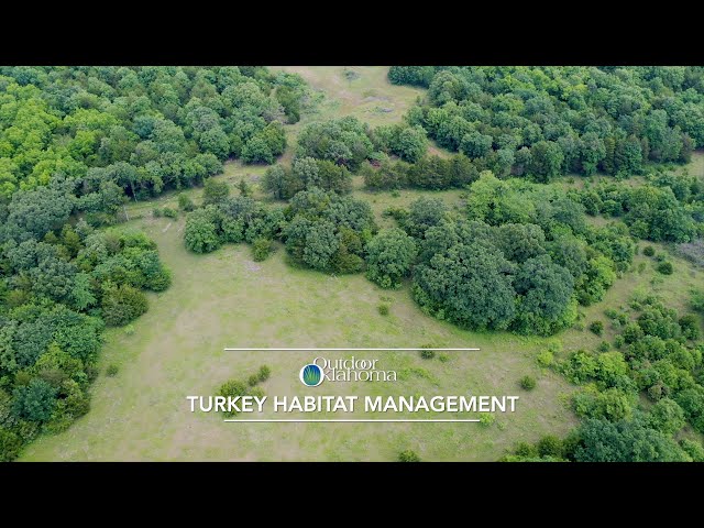 Watch Turkey Habitat Management in Central Oklahoma on YouTube.