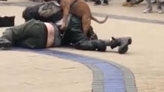 Homeless Fight Dog Fuck