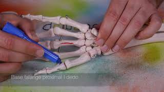 MÚSCULO ADUCTOR TRANSVERSO DEL PULGAR