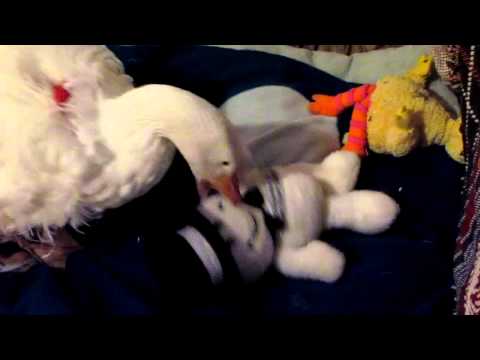 OLIVER PET DIAPERED SEBASTOPOL GOOSE PLAYING WITH WIGGLY TOY