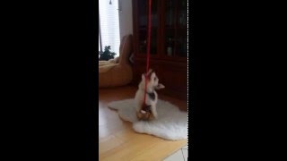 Momo Biewer Yorkshire Terrier ...Zum Geier....