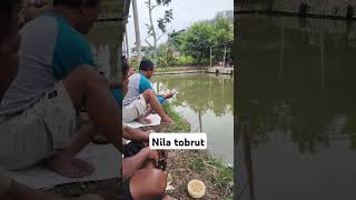 Mancing Nila Thobrut..