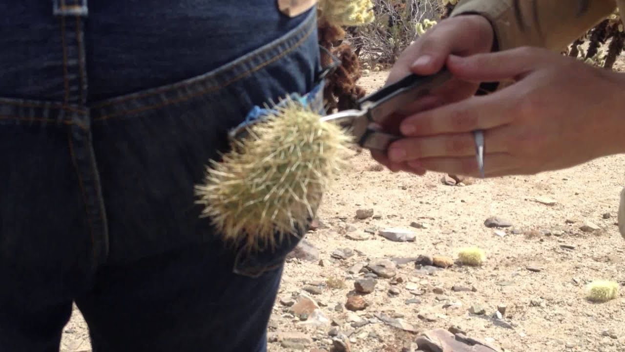 Image Result For Teddy Bear Cactus Image Result For Teddy Bear Cactus