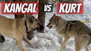 Kurt Vs Kangal Dağda Karşilaşti