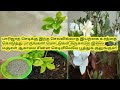 InExpensive NaturalFertilizer to Make the Small Parijatham Plant  bloom More flowers/Parijatham Care