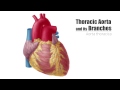 Thoracic (Descending) Aorta - Anatomy and its Branches  - Human Anatomy | Kenhub