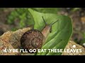 snails
