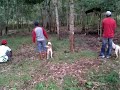 image Berburu Babi Di Kampar Team Trio Kampar