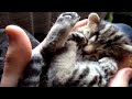 Dreaming BoBo Kitten