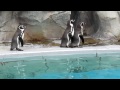 やんちゃなペンギン＠マリンピア日本海