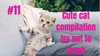 Cute cat compilation try not to laugh #11