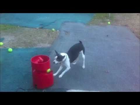 automatic thrower for dogs diy tennis launcher makeup guides automatic thrower for dogs diy tennis launcher makeup guides