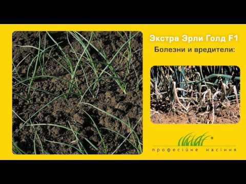 Сорт томата казанова фото и описание Сорт томата казанова фото и описание