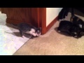 7 kittens