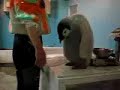 Emperor Penguin chick