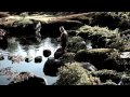 Ranker Video