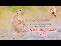 female quail call New 2024 /Madi Batair ki Awaz 2024 / female quail sound 2024