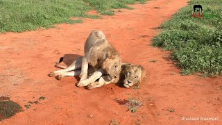 Lions On Patrol, Ostrich Dance Rehearsal | On Safari In Tsavo East #5
