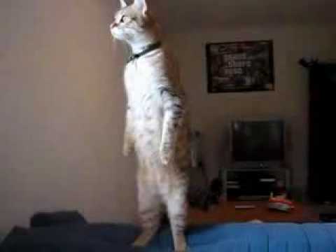 Standing cat - stojący kot