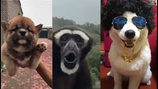 Animals Doing Things - Best Funny & Cute Pets - Dog & Cat Compilation - Try not to laugh #9
