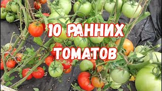 10 Лучших Ранних Урожайных Сортов Томатов Для Выращивания В 2024 Году