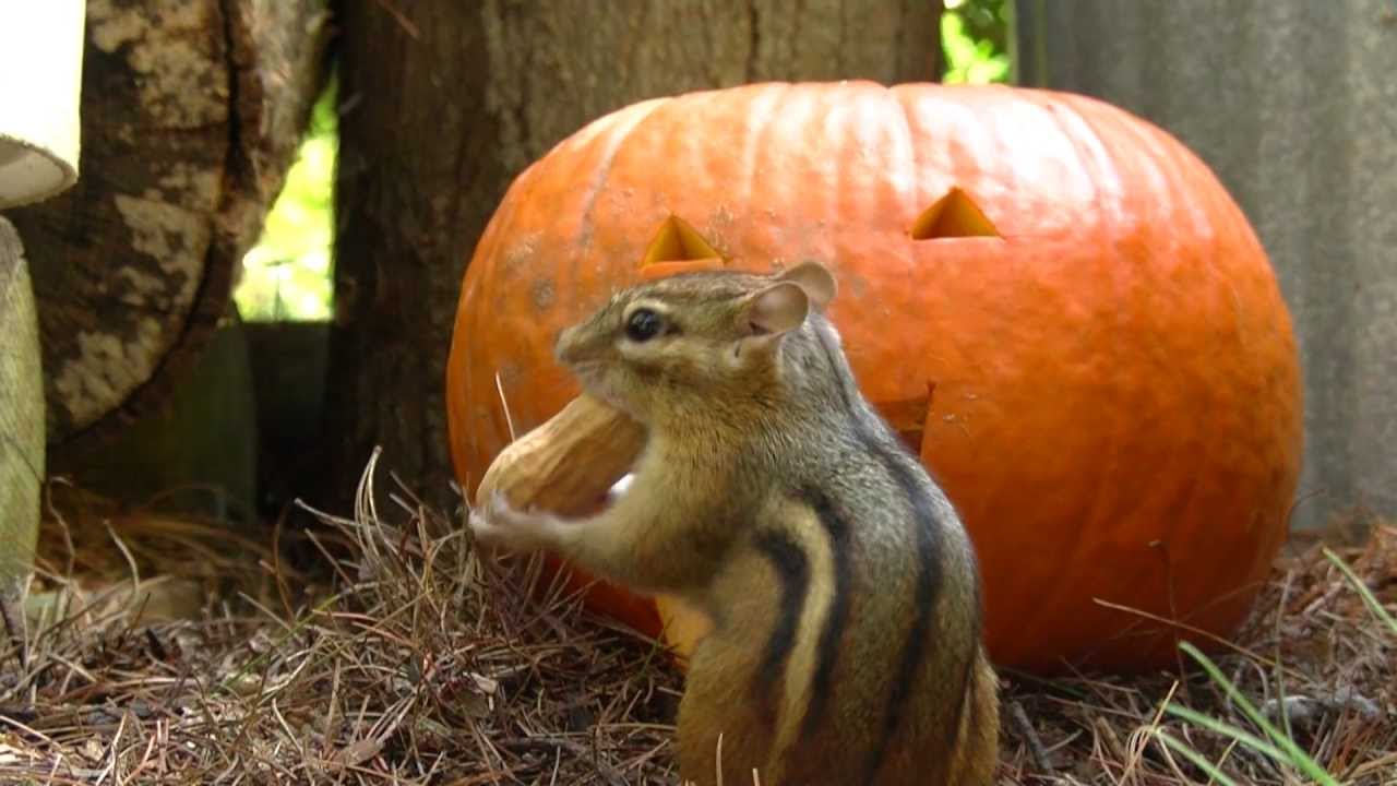 pumpkin and chipmunk