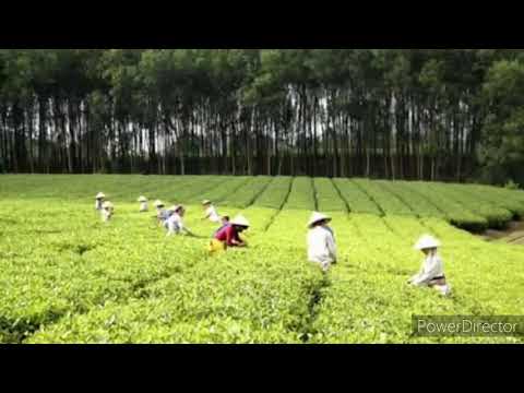 Đồi chè Tuyên Quang