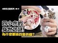 【四小虎的身世之謎!為什麼要撿四隻奶貓?】志銘與狸貓