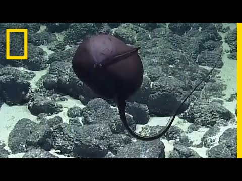 Scientists&#039; Hilarious Reaction to Bizarre Deep-Sea Fish | National Geographic