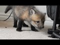 BABY FOX!!