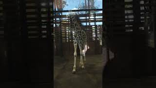 Giraffe Locked Up / Жираф Взаперти