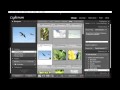 List Of North American Birds Mockingbirds And Thrashers | RM. List Of North American Birds Mockingbirds And Thrashers | RM.