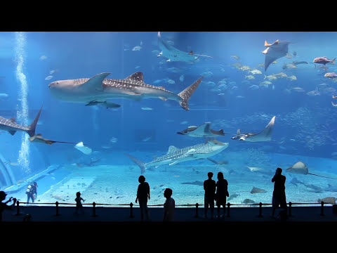 Kuroshio Sea - 2nd largest aquarium tank in the world - (song is Please don't go by Barcelona)