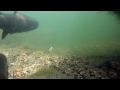 rainbowtrout