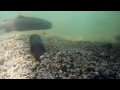 rainbowtrout