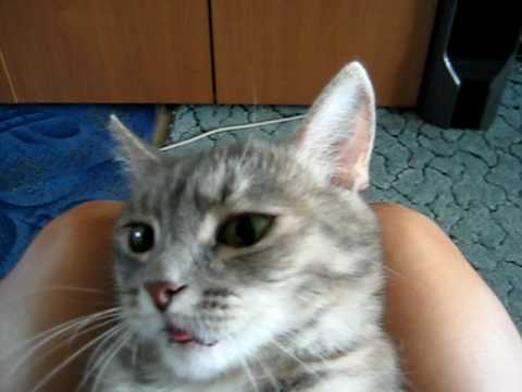 Что делать если кот шипит на человека