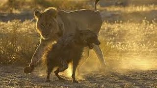Watch this lion attack hyena brutality !