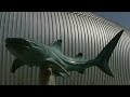 Museum for world's largest fish