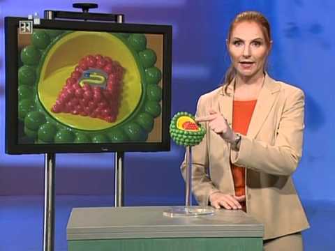 Telekolleg biologie 2 bakterien Telekolleg biologie 2 bakterien