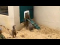 Baby meerkats finding their feet at Marwell Zoo