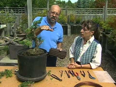 Front Yard Gardening Part 4: Bonsai Gardens Take A Trip Through A Bonsai Garden To Learn The Basics To Bonsai Gardening In This Video Full...