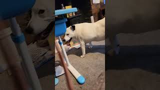 16 Yr Old Staffy Jack Russell Cross Shakes Her Tail