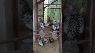 Den And Silver Sebright England