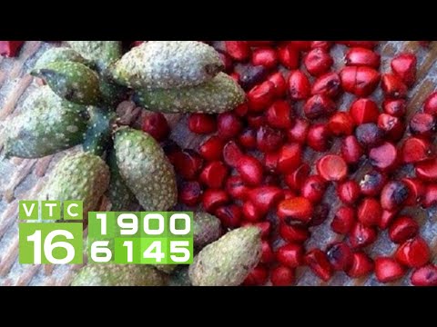Sản xuất giống dổi giá trị cao 1,5 triệu đồng/kg | VTC16