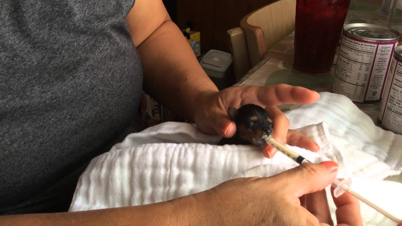 yorkie runt yorkie runt fight for yorkie runt yorkie runt fight for