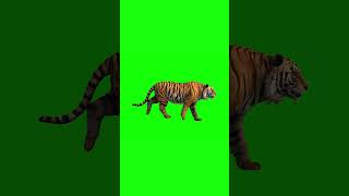Green Screen Tiger Side Walking.