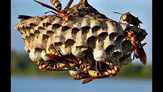 Watch Ray Wylie Hubbard Wasps Nest video